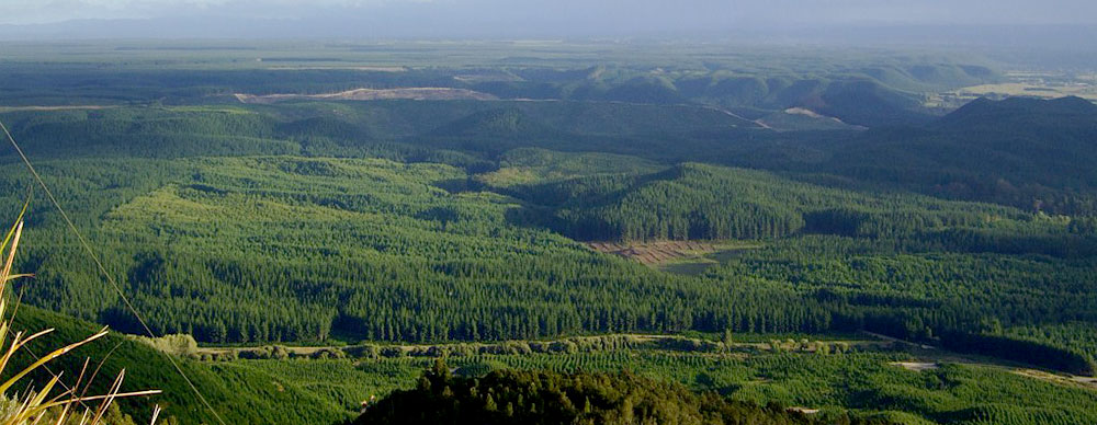 kangaroa-forest.jpg